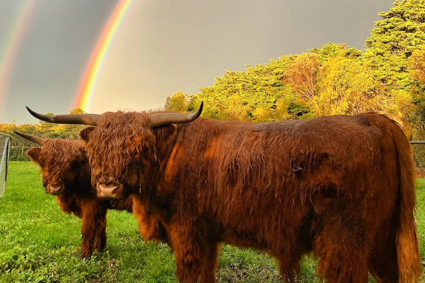 Two brown cows stand in a grass field under a double rainbow.