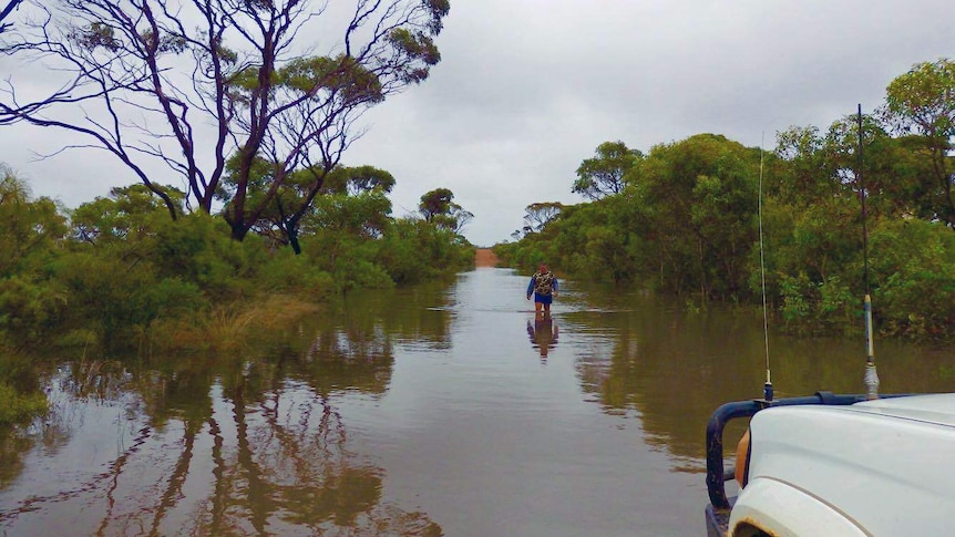 Paul Bell wades through floodwater on his Munglinup farm.
