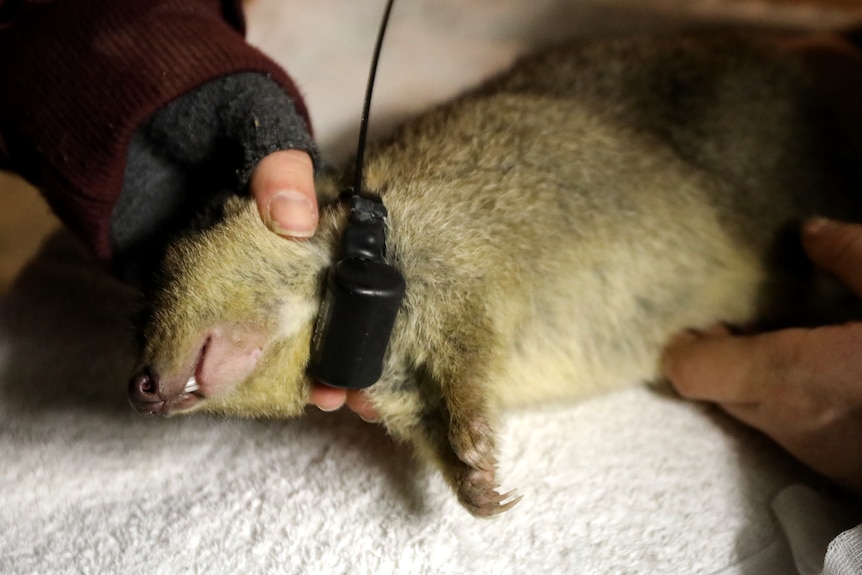 A brush-tailed bettong is held to show it radio-tracking collar. 