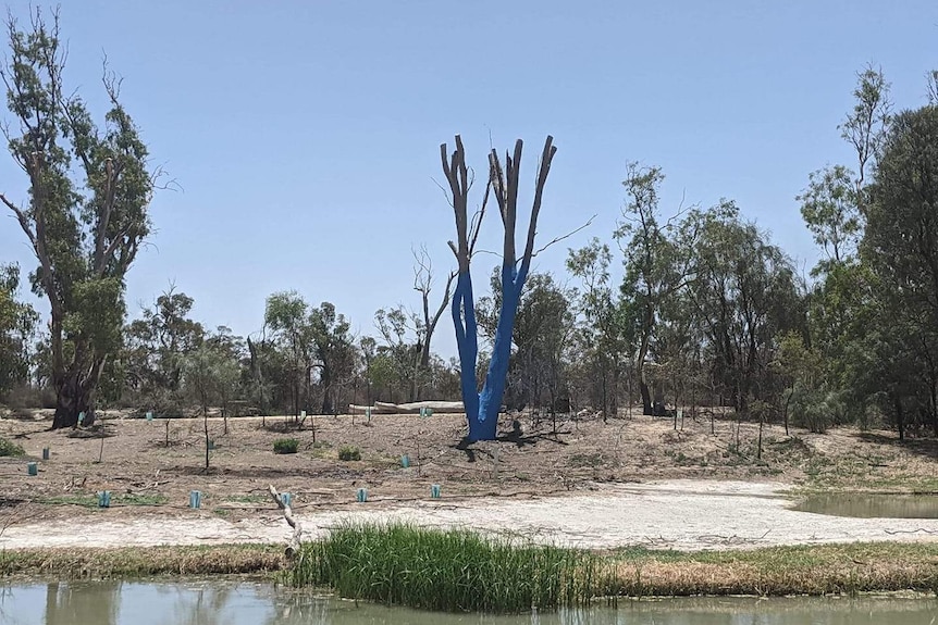 A blue tree on the banks of a river