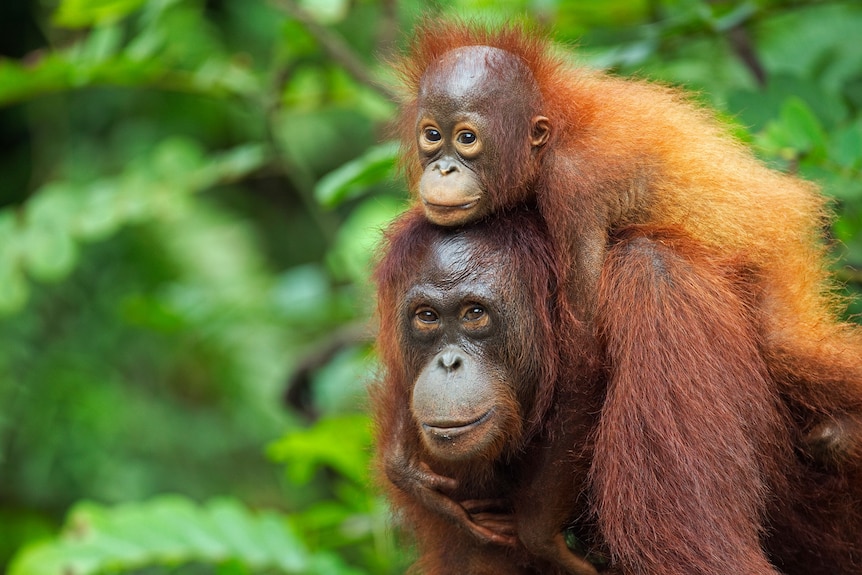 A baby orangutan on its parent's back.