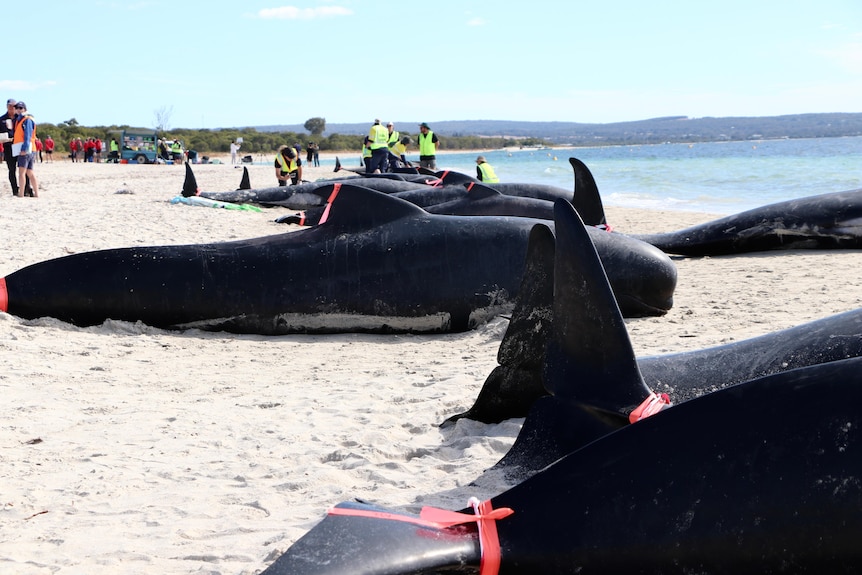 A group of dead, black whales with tape on their fins.