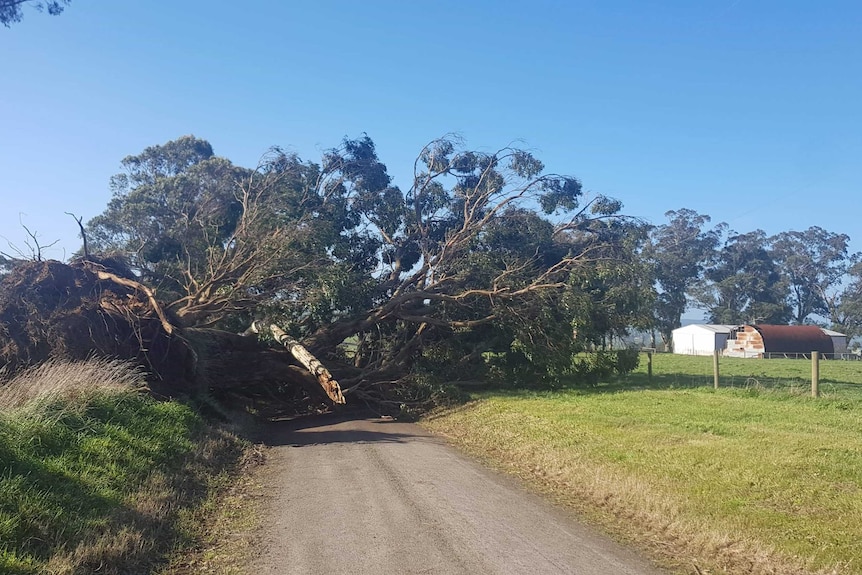 A large tree down across a country road.