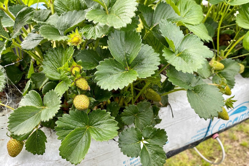 A strawberry plant with unripe, green strawberries on them