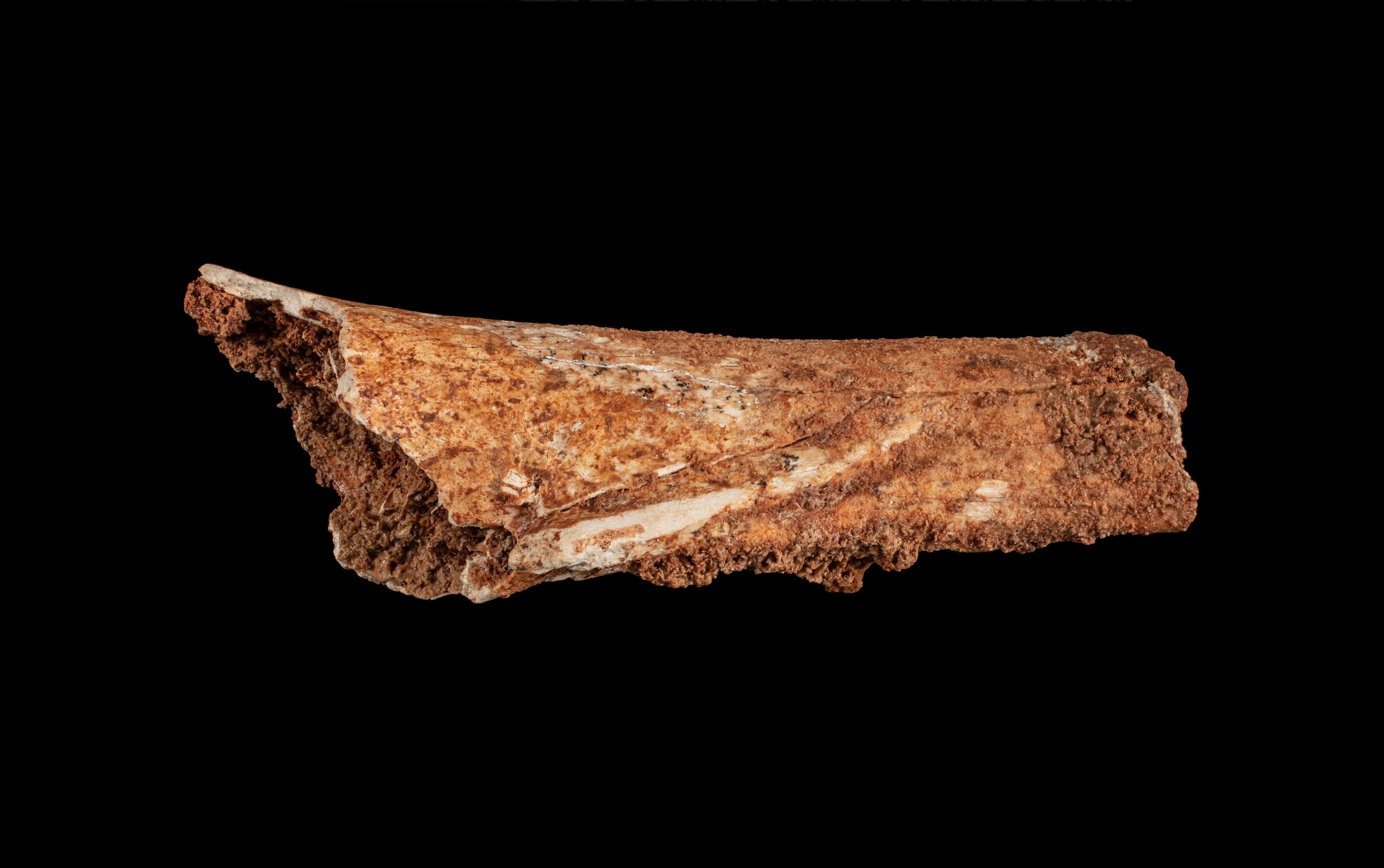 A photo of an old, ancient, brown bone fossil