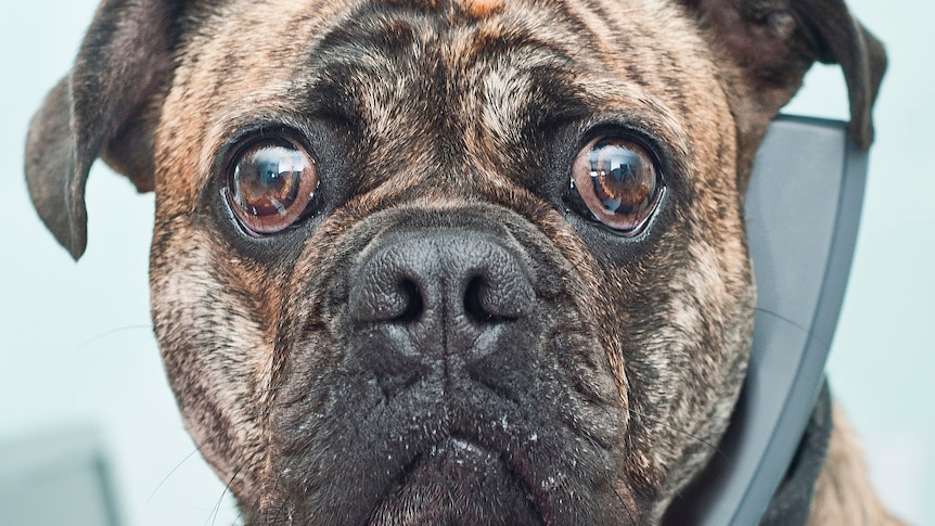 A photo of Kevin the brown mini Australian bulldog pretending to talk on the phone looking at the camera