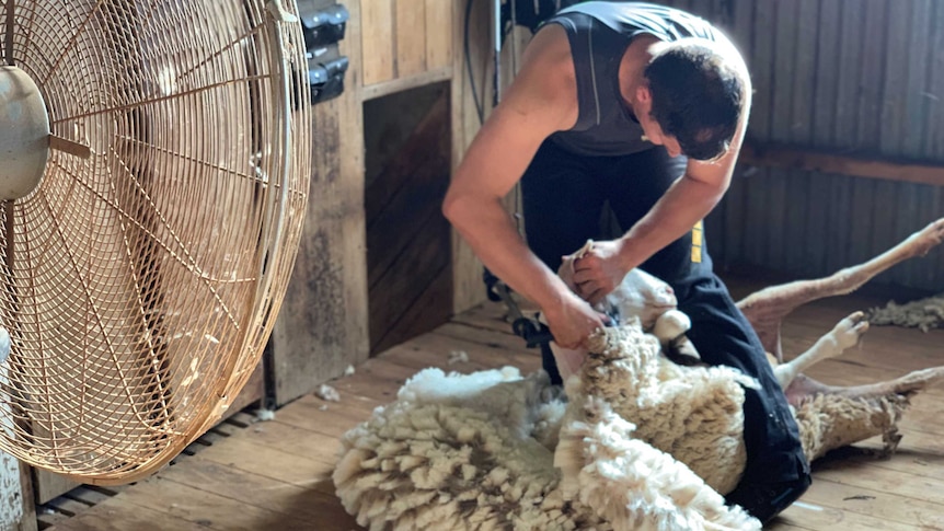 Dayne West shearing near Dubbo during a heatwave