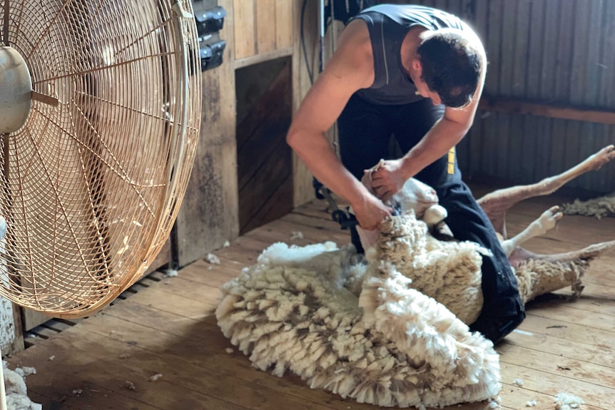 Dayne West shearing near Dubbo during a heatwave