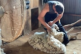 Dayne West shearing near Dubbo during a heatwave