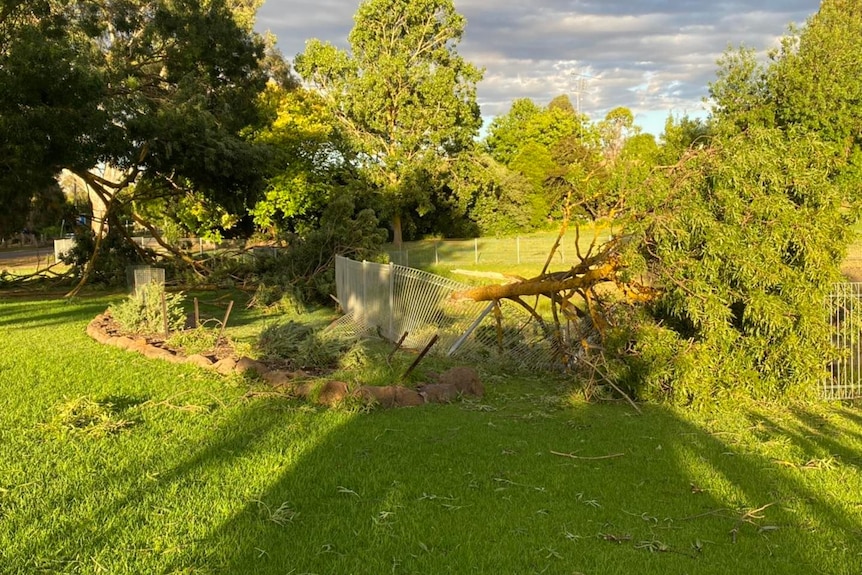 Fence down in Edenhope