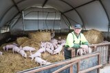 A man leaning a the fence in a barn with about 20 pigs behind him.