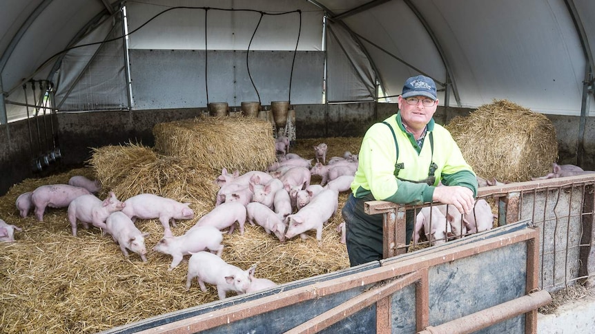 A man leaning a the fence in a barn with about 20 pigs behind him.
