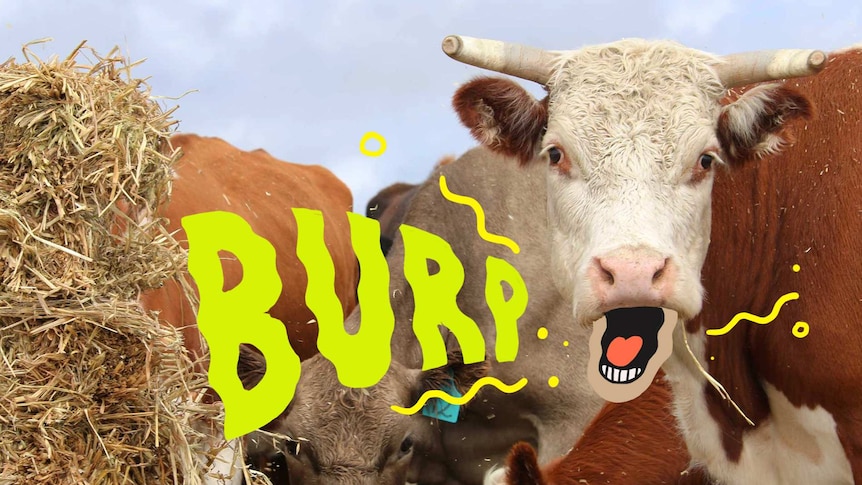 A cow eating hay with an illustration over the top making it look like it's burping