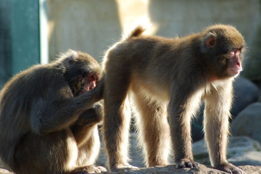 Japanese macaques in an enclosure.