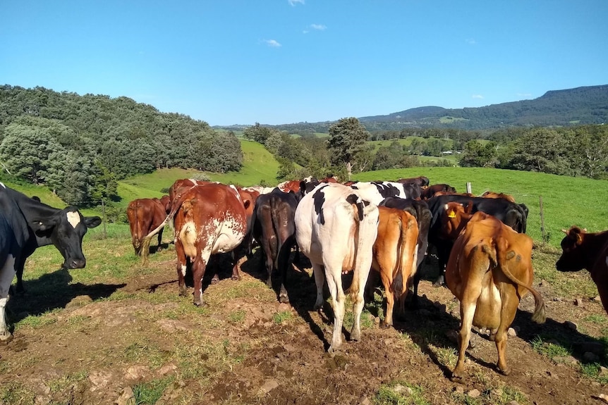 Back view of herd of dairy cows in lush green paddock, with blue sky and escarpment in background
