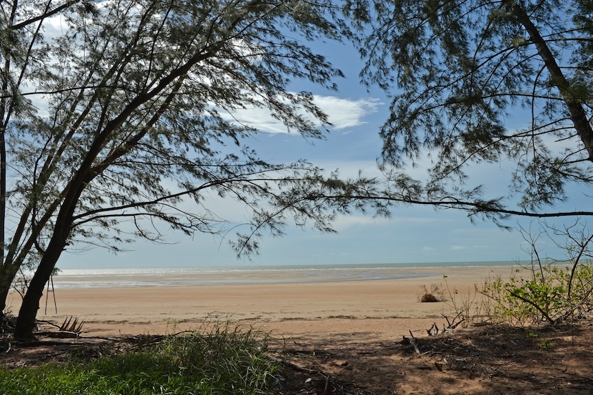 A flat, empty beach seen through the branches of two straggly Casuarina trees.