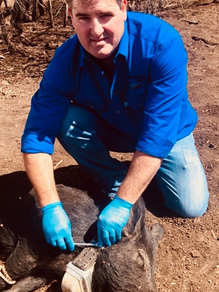 Researcher Darren Marshall attaches a satellite tracking collar to a feral pig.