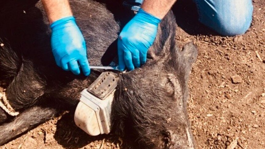 Researcher Darren Marshall attaches a satellite tracking collar to a feral pig.