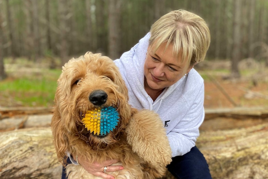 A woman with a large brown dog with a yellow and blue squeeze ball in its mouth in a forest