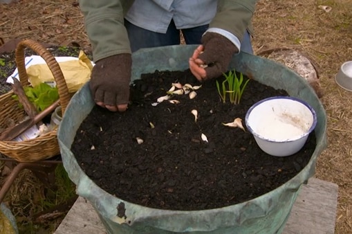 Hands in gloves planting garlic cloves in metal tub, illustrating our Gardening Australia episode recap.