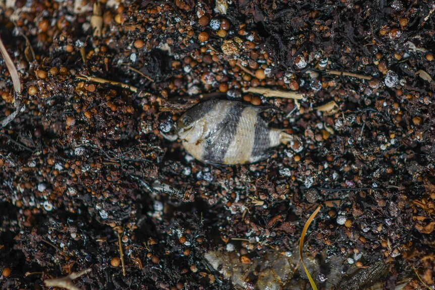 A striped fish on a bed of beach wreckage