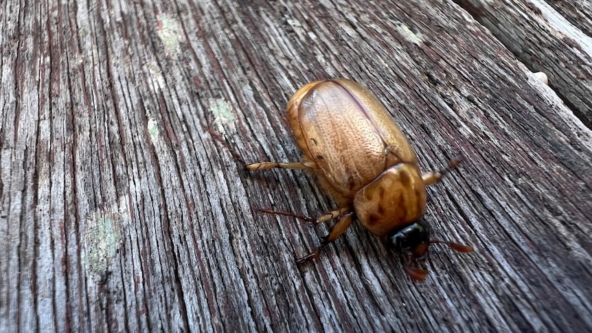 a close up photo of a beetle on wood