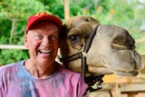 A man in a red cap with a surprised expression stands next to a camel