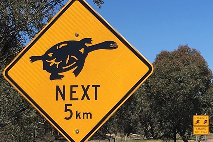 A road sign warning of turtles on the road.