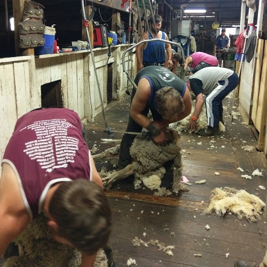 Shearers clip sheep in a shearing shed.