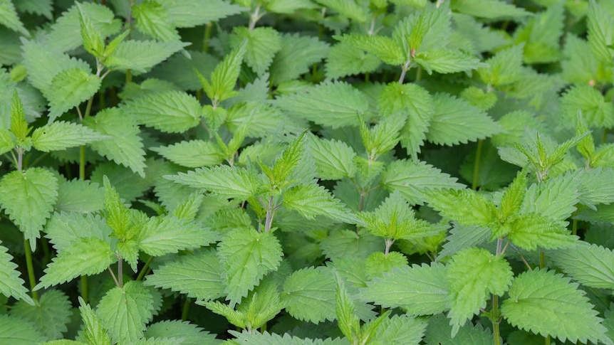 A bright green stinging nettle bush showing the jagged leaves in Germany