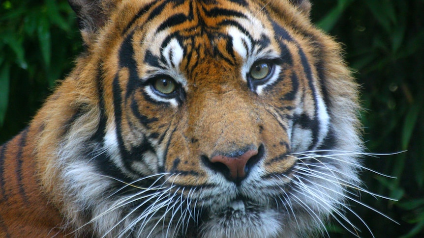 An image of a tiger taken at London Zoo. It is a close up image of the animal's face.