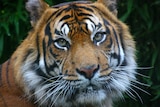 An image of a tiger taken at London Zoo. It is a close up image of the animal's face.
