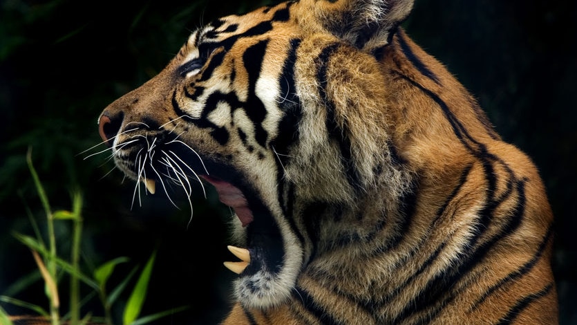 Side shot of Jumilah, a Sumatran tiger at Sydney's Taronga Zoo shows off its teeth.