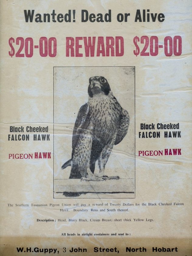 Peregrine wanted poster