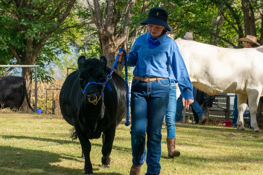A black cow and a young girl stand side by side