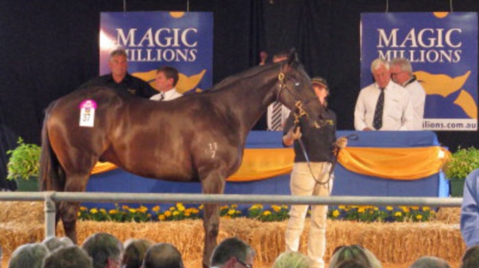 A thoroughbred being auctioned at Launceston's Magic Millions sale. Feb 2009