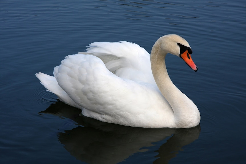 Mute (white) swan