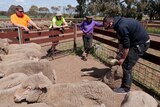 Three people stand around a sheep pen watching a man demonstrate how to catch and hold a sheep.
