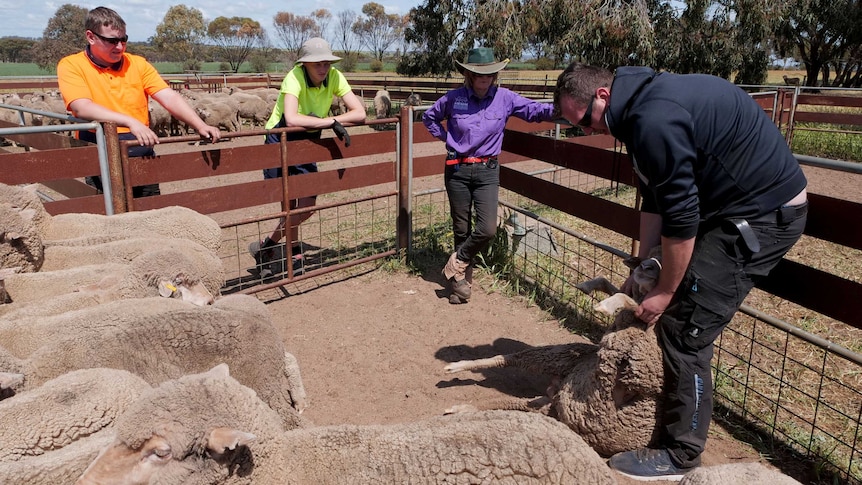 Three people stand around a sheep pen watching a man demonstrate how to catch and hold a sheep.