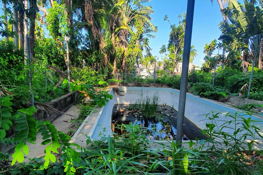A swimming pool in an overgrown garden, with coconuts and grass growing in the water.