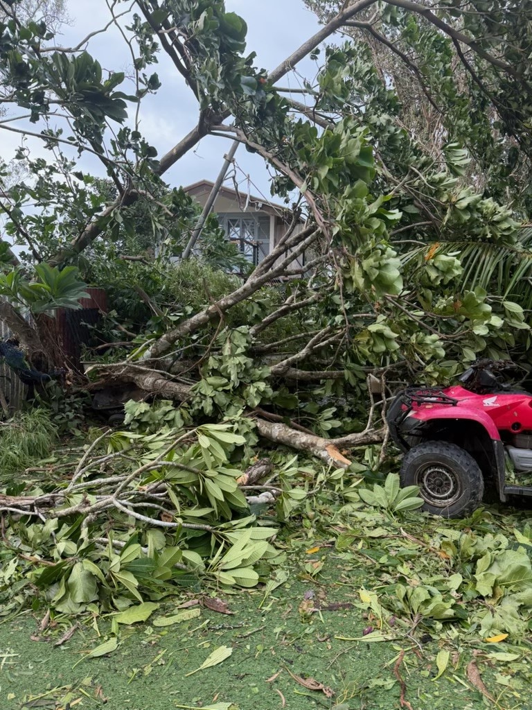 A Jayson Watkin y Katie Goodwin les cortaron árboles en su negocio. 