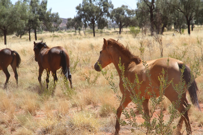 a horse in the bush 