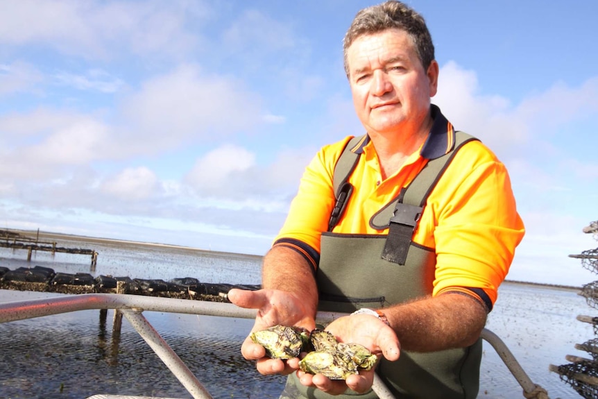 Bruce Zippel, oyster farmer