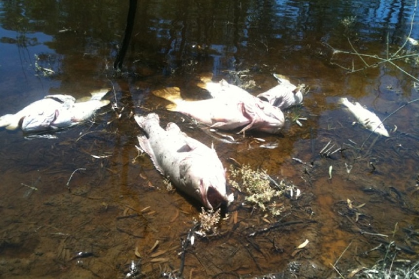 Six dead Murray cod fish in black water in river
