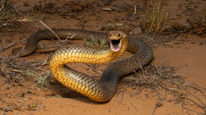 A common eastern brown snake with mouth open