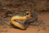 A common eastern brown snake with mouth open