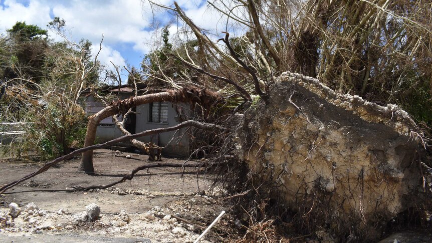 A tree has fallen over next to a house, with its roots exposed.