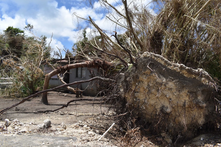 A tree has fallen over next to a house, with its roots exposed.