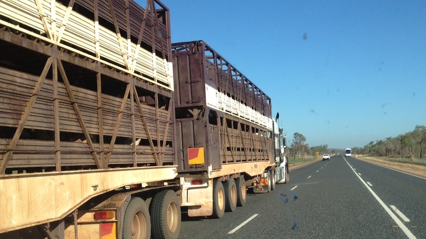 A cattle truck on the highway with other traffic.