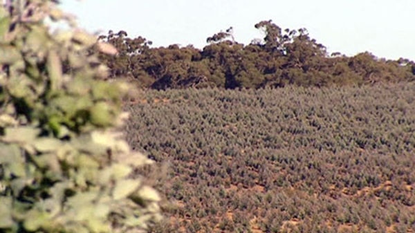 Aerial view of a forestry plantation